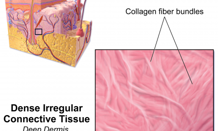 What is collagen